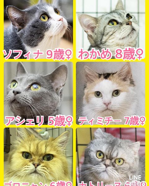 🐾今日の里親様募集中ニャンコ🐱メンバーです🐾2023,9,24【保護犬カフェ天神橋店】